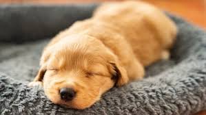 adaptación de un cachorro al hogar