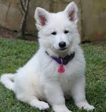 educación de cachorros primeros días